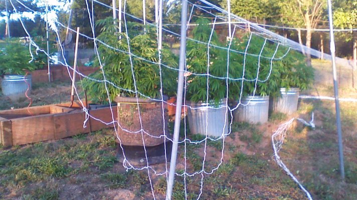 purple kush bc seeds.started may 15.