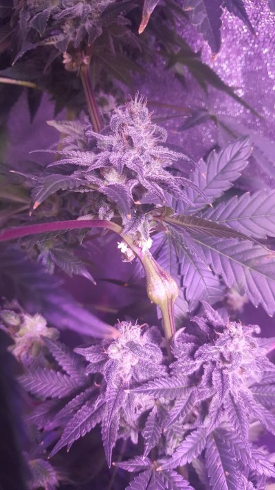 HELP DID SHE HERMIE?