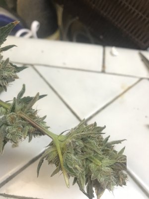 Back on the forum and running DoSiDo