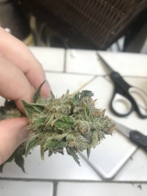 Back on the forum and running DoSiDo