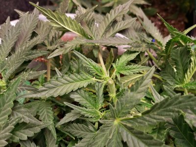 Two white widow autos