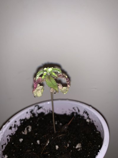 Need a pro to identify the issue, guessing my light is too close?