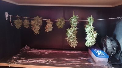 Possible bud rot
