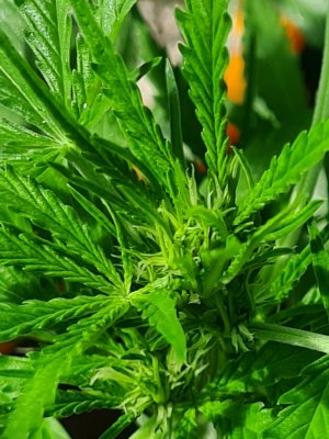 Lets see everyones autoflowers 🔥🔥