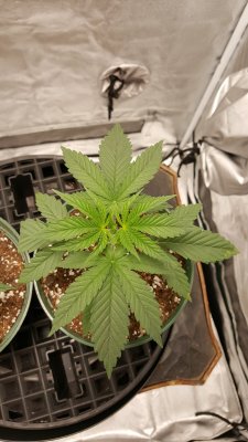 First official grow