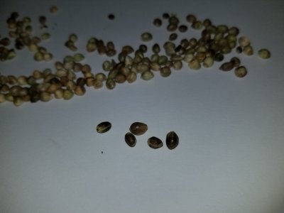 BigCube's grow show and tell.