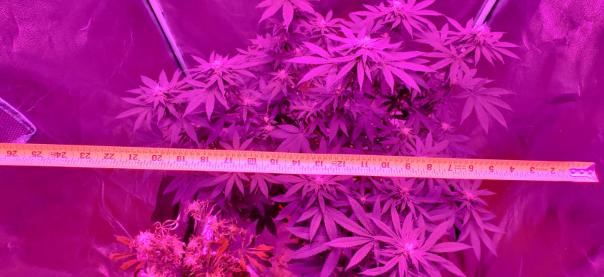 3 ft wide plant