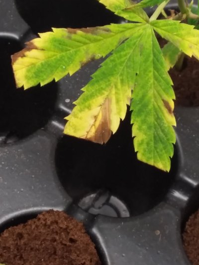 Plant deficiency?