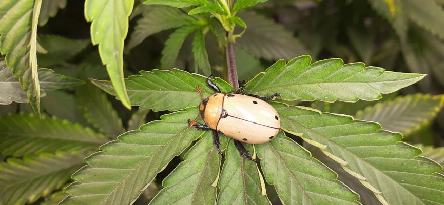 Is this bug beneficial?  What is it?