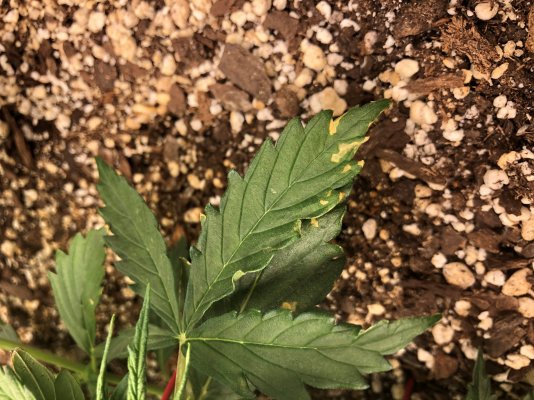 I have noticed some yellow spots appearing on some leaves