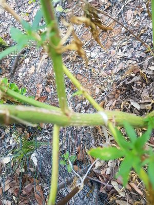 wierd brownish colour on stem / node. OUTDOOR grow - need advice / identification - pics inside