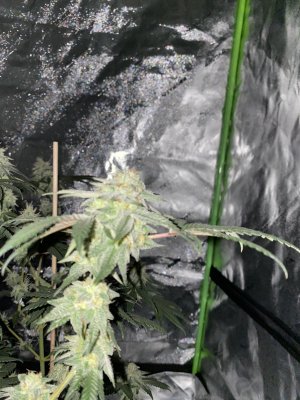 F81DFA3F-DEB4-4208-9448-CCBEF6DCFD55.jpeg