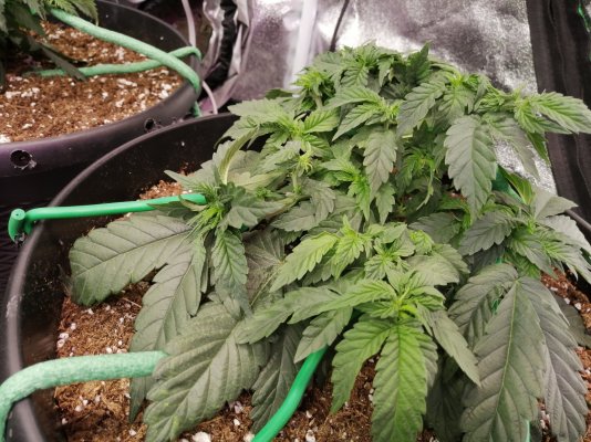 First time soil grower (autos) seeking help