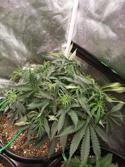 First time soil grower (autos) seeking help
