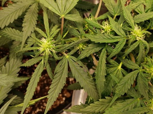 First time soil grower (autos) seeking help