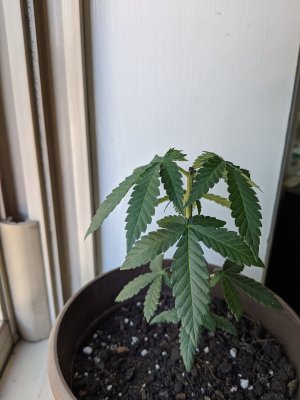 Will this plant be okay?