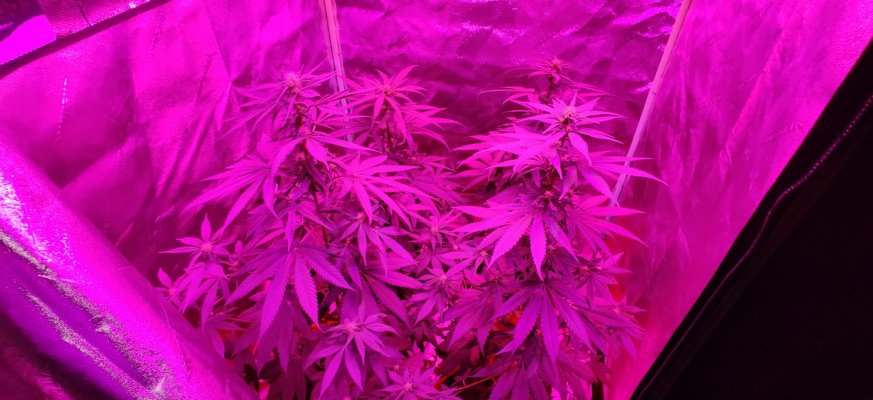 My own strain?