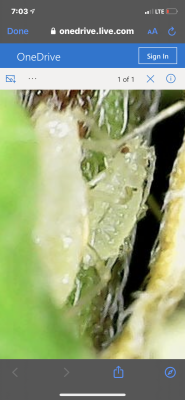 White bugs on stalk