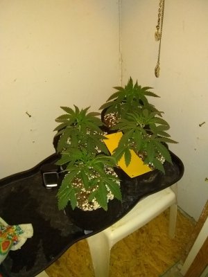 IMG_20200811_191135335.jpg