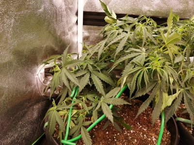 Help please first grow overwatered under watered??