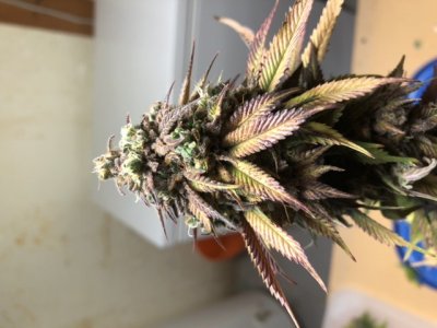 These ready to harvest?