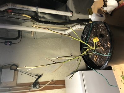 These ready to harvest?