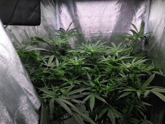 need-help-with-vpd-my-leafe-temps-are-bassackwards-4.jpg