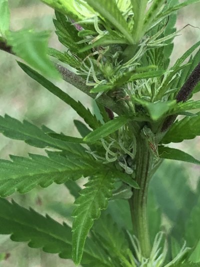 Help what are these plants make or female