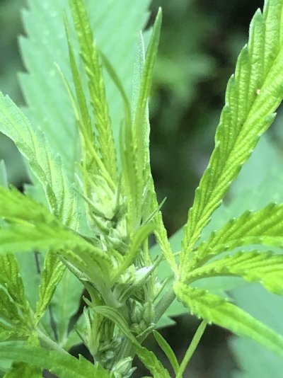 Help what are these plants make or female