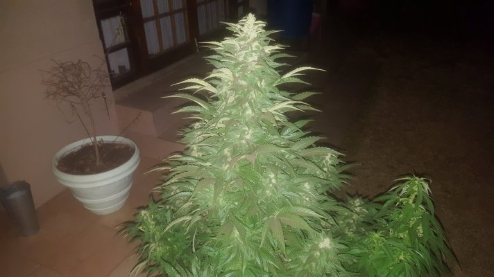 chocolope-dna-genetics-4th-week-flower-4.jpg