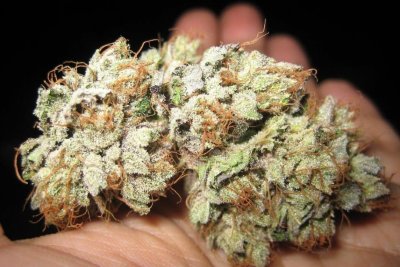 The History of OG Kush