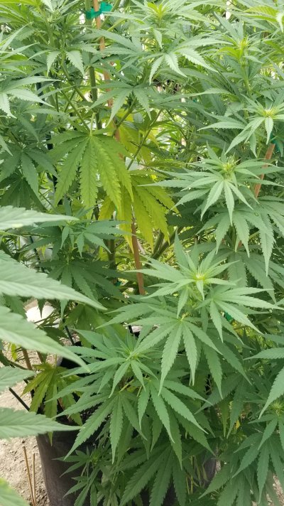 Yellowing of bottom/interior leaves on flowering plant.