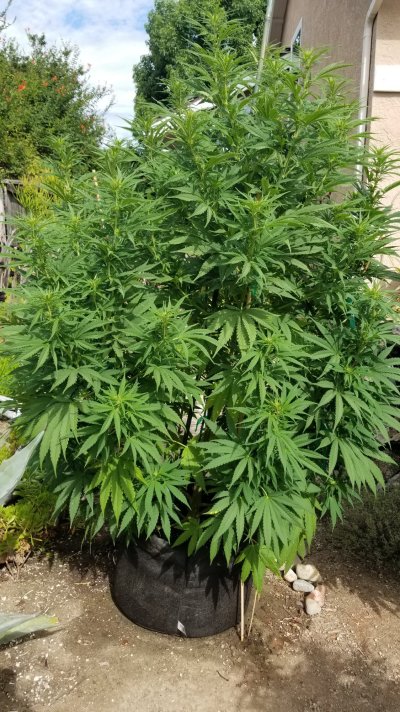 Yellowing of bottom/interior leaves on flowering plant.