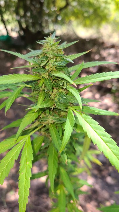 Can someone tell me if i should harvest this lady?