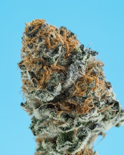 Cannabis Photography Hi-Res Shots Only