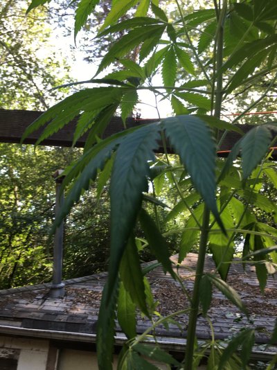 curling-leaves-at-8-weeks-old-2.jpg
