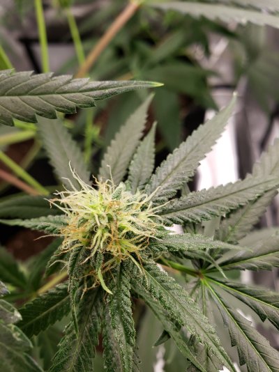 newbie-grower-seeking-guidance.jpg