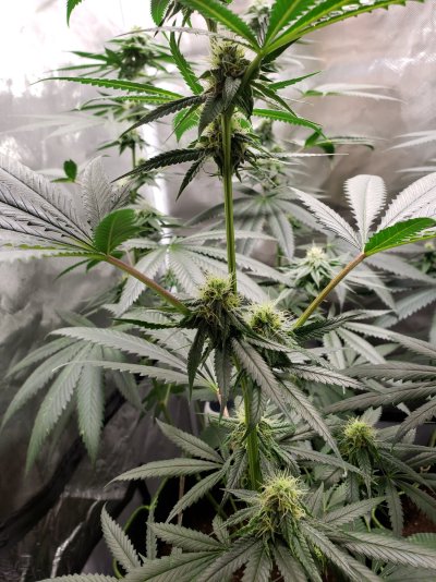 newbie-grower-seeking-guidance-6.jpg