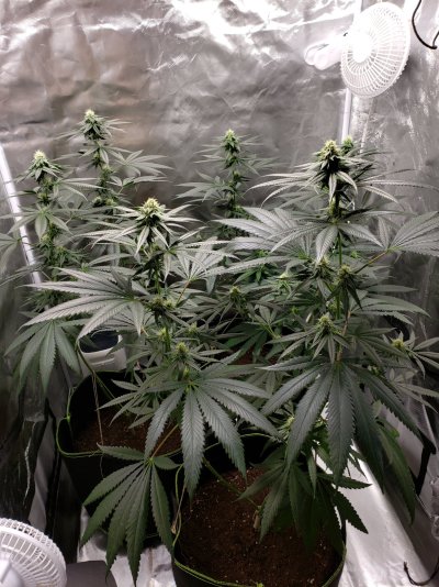 newbie-grower-seeking-guidance-9.jpg