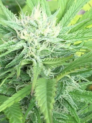Dudded, Stunted, and Runted plants...