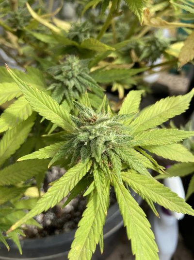 Curious to if I should harvest or wait?