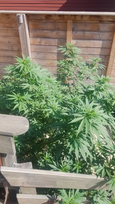 Ontario, Canada, Outdoor Growers Thread