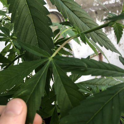 Some stems turning purple, should I be worried?