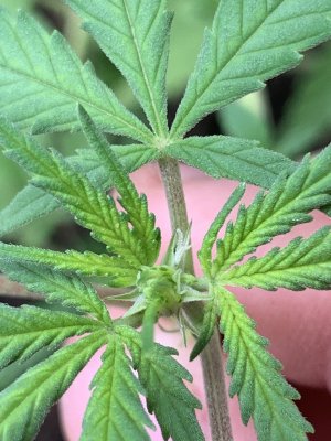 NEED HELP SEXING! Shy plant
