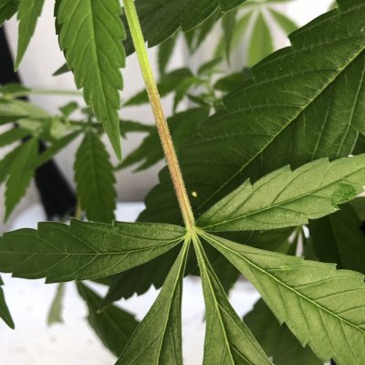 Plant finally showing sex after 12 weeks?
