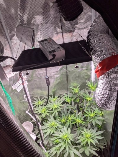 first-grow-lsd-and-gdp-also-gelato-4.jpeg