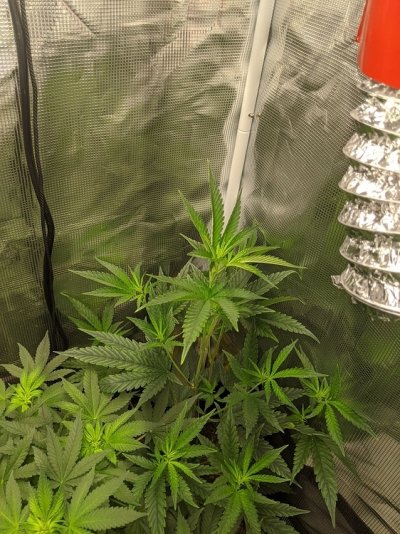 first-grow-lsd-and-gdp-also-gelato-5.jpeg