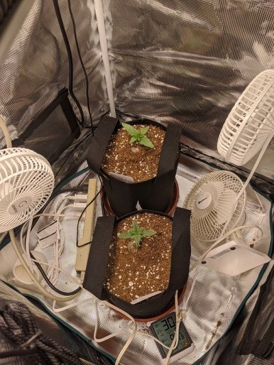 first-grow-lsd-and-gdp-also-gelato-18.jpeg