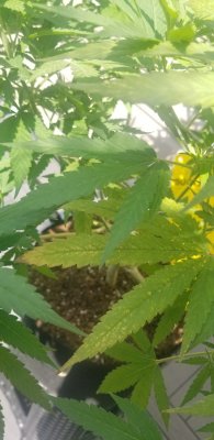 Any idea if this happening to my leaves because of a deficiency or pest?