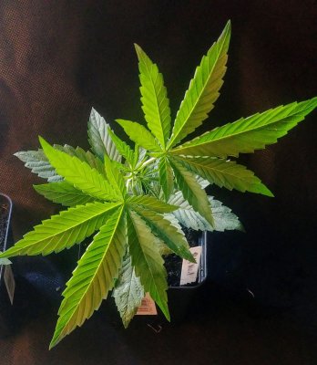 20200814_162138_HDR.jpg